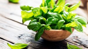 BASIL HERBS