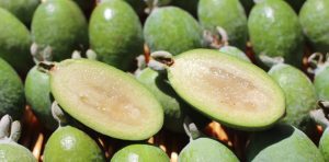 HEALTH IMPACTS OF FEIJOA