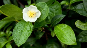 HEALTH BENEFITS OF CAMELLIA SINENSIS