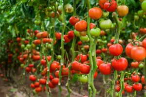 BUSH TOMATOES