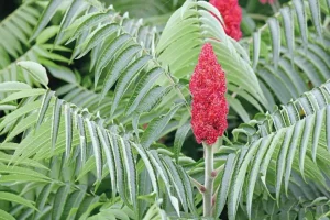 SUMAC