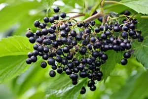 ELDERBERRY