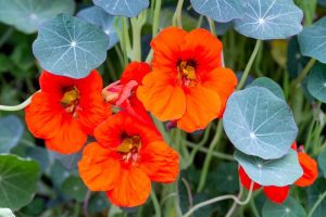 BENEFITS OF NASTURTIUM