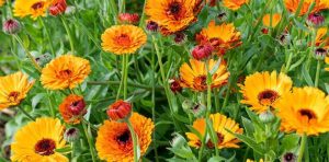 HEALTH IMPACTS OF CALENDULA