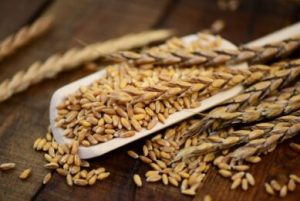 SPELT GRAIN