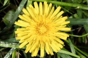 DANDELIONS