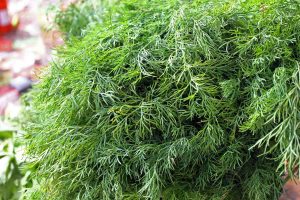 NUTRITIONAL BENEFITS OF DILL