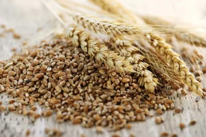 TRITICALE