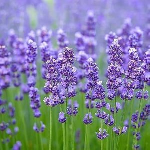 HERBAL TEA PREPARATION TIPS