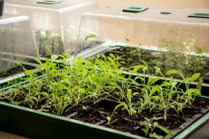 HERBAL TEA PREPARATION TIPS