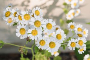HERBAL TEA PREPARATION TIPS