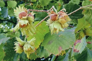 HAZELNUTS NUTRITION VALUE