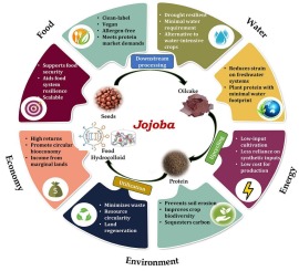Impacts of jojoba oil