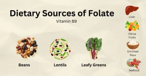 FOLATE: KEY ROLES