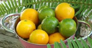 calamansi citrus