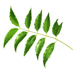 MEDICINAL PROPERTIES OF NEEM TREE