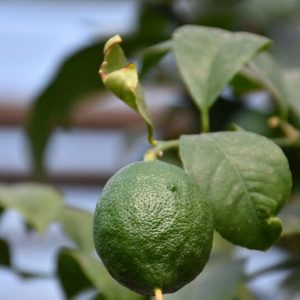 PERSIAN LIMES CITRUS 