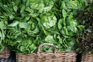 LEAFY GREEN ROMAINE LETTUCE