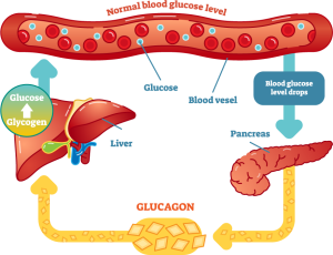 GUAVA TREE MEDICINAL RELEVANCE