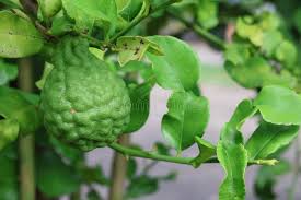 KAFFIR LIME CITRUS 