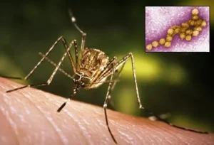 mosquito bites and diseases