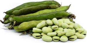 NUTRITIONAL VALUE OF FAVA BEANS