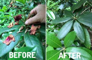 how to deadhead flowers