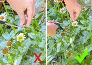 how to deadhead flowers