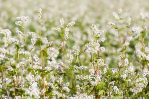 Nutritional value of buckwheat