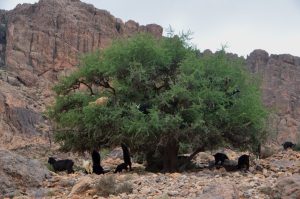 PROPERTIES OF ARGAN TREE