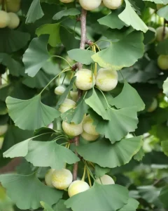 Properties of ginkgo biloba