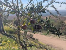 PROPERTIES OF ARGAN TREE