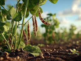 PINTO BEANS: NUTRITION LEGUME
