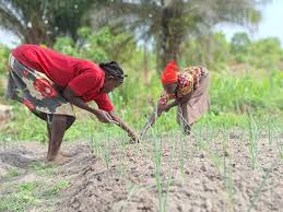 HOME GARDEN AND WEED CONTROL