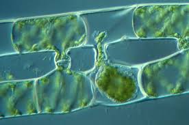 SPIROGYRA 