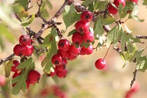 HAWTHORN AND HEART HEALTH