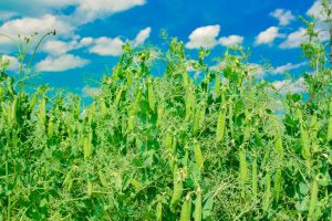 NUTRITIONAL VALUE OF GREEN PEAS