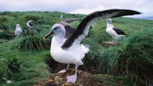 Albatross
