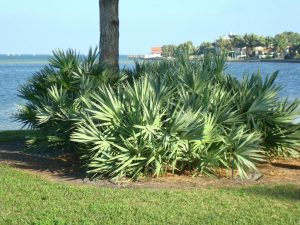 Saw palmetto supplement