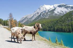 Banff and jasper national parks