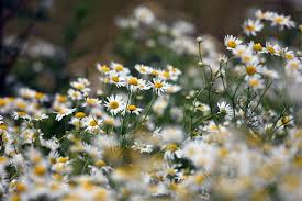 Powers of chamomile