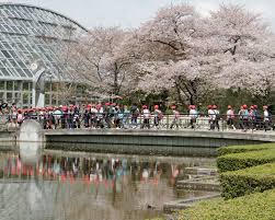 Koyoto viewing spots