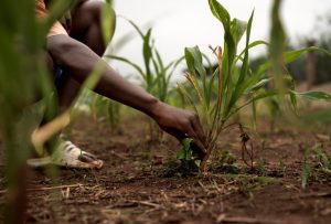 Agricultural sector of the economy