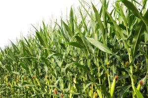 Crop farming and Agricultural sector