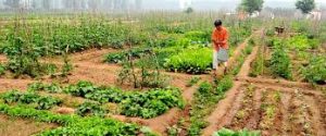 Agriculture and farming differences