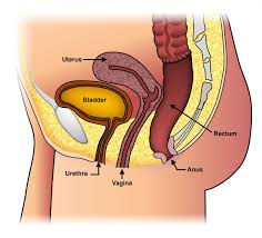 Persistent groin