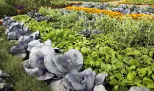 Husbandry and tilling system