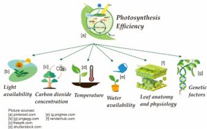 The Impacts of Photosynthesis