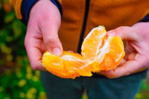Valencia Oranges Importance