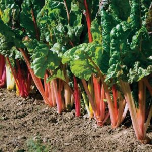 Swiss Chard Relevance